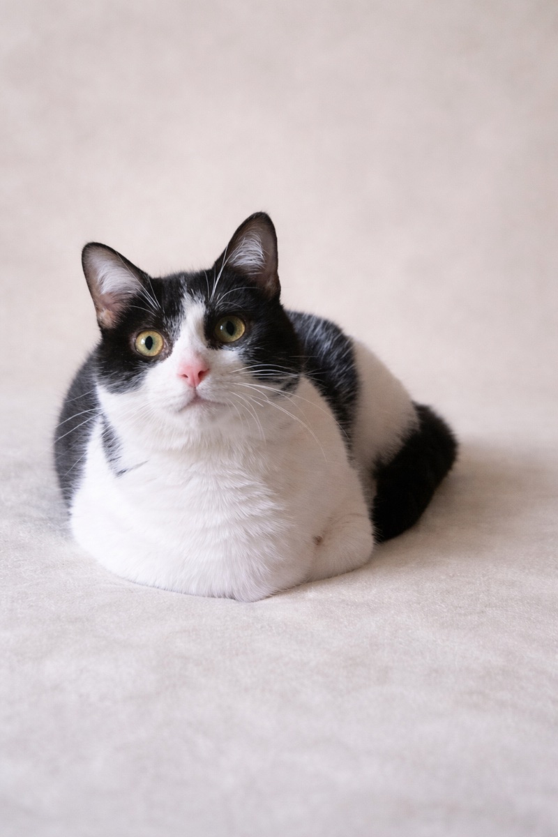 PIN Y PON (ADOPCIÓN CONJUNTA) - Foto 3