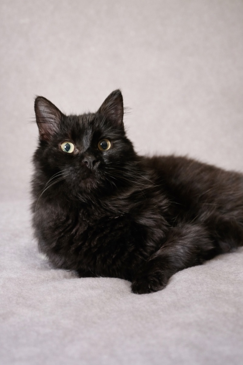 PIN Y PON (ADOPCIÓN CONJUNTA) - Foto 4