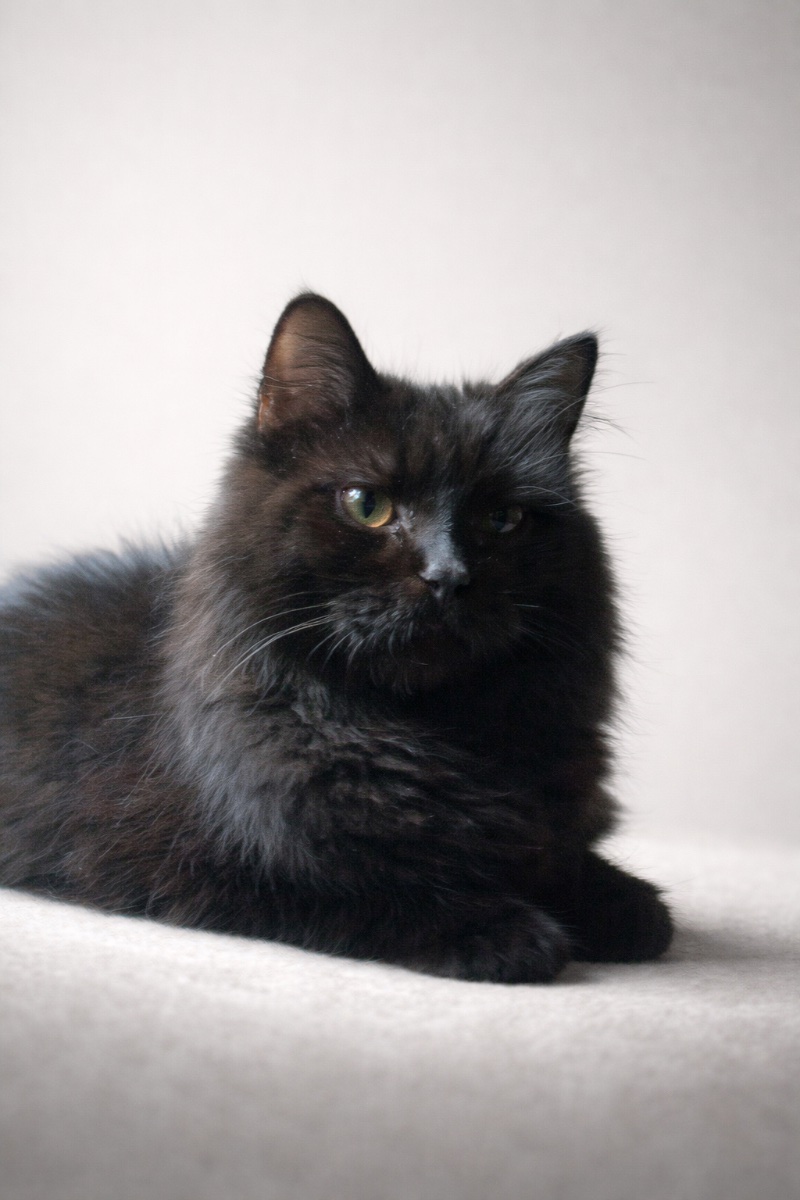 PIN Y PON (ADOPCIÓN CONJUNTA) - Foto 6