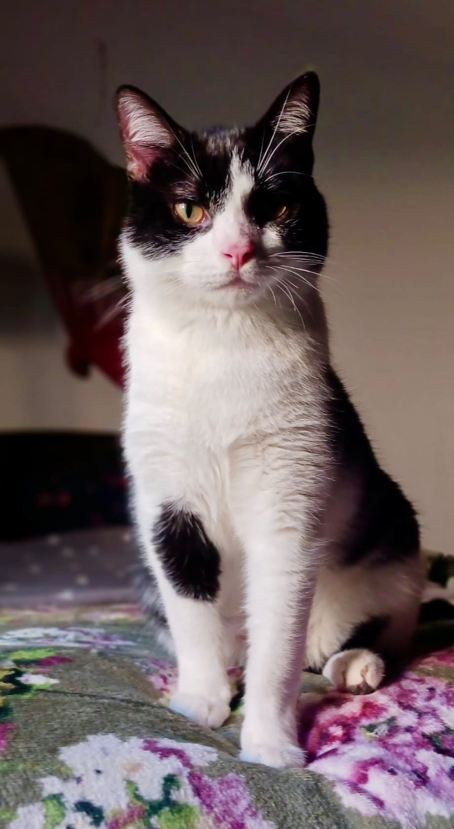 PIN Y PON (ADOPCIÓN CONJUNTA) - Foto 7