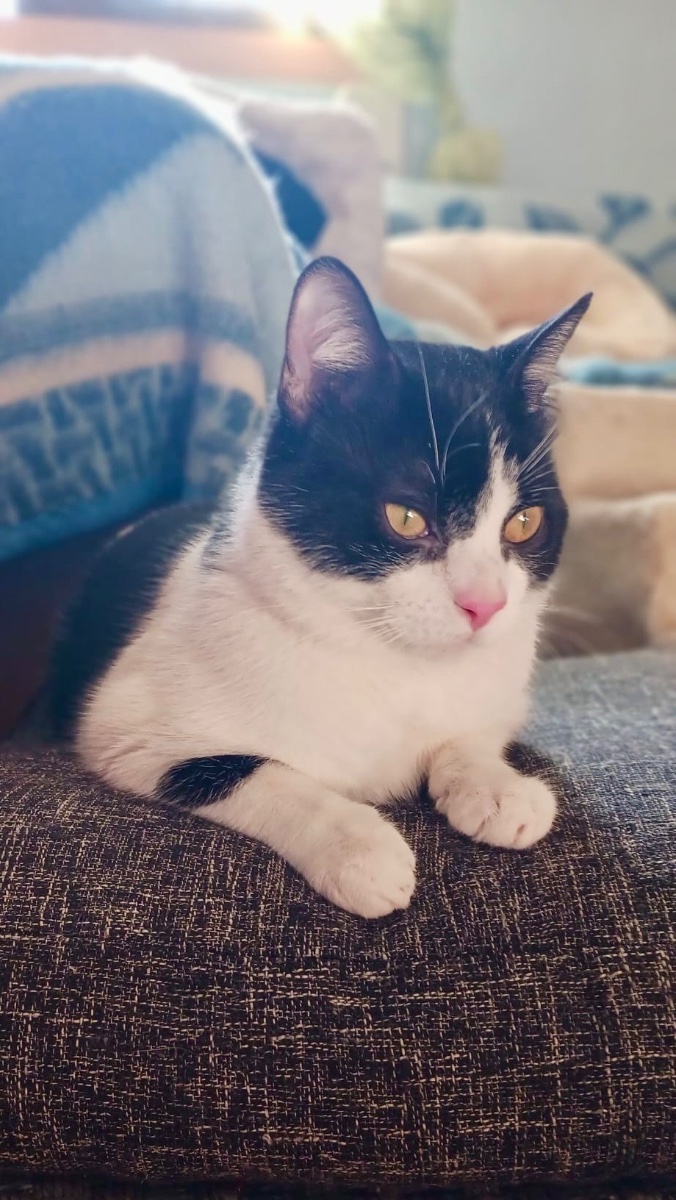 PIN Y PON (ADOPCIÓN CONJUNTA) - Foto 9